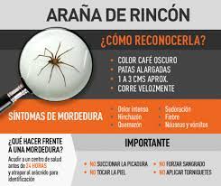 Mujer permanece en la UCI del Hospital Regional en Copiapó tras ser picada por araña de rincón