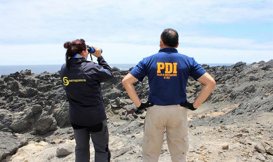 PDI ATACAMA DETIENE A DOS PERSONAS POR EXTRACCIÓN DE 490 KILOS DE HUIRO NEGRO