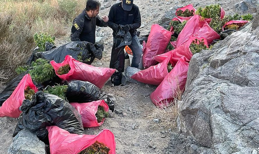 PDI ATACAMA INCAUTA MÁS DE UNA TONELADA DE CANNABIS EN SECTOR PRECORDILLERANO DE LA COMUNA DE DIEGO DE ALMAGRO.