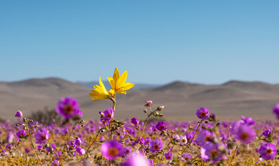 En el Día Nacional del Medio Ambiente autoridades le darán la bienvenida al nuevo Parque Nacional Desierto Florido