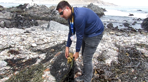 Fortalecimiento de fiscalizaciones en borde costero de Chañaral devela problemática de extracción ilegal de algas pardas en la región de Atacama