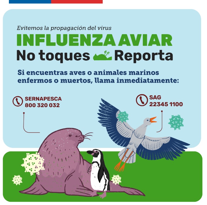 SERNAPESCA CONFIRMÓ SEGUNDO CASO POSITIVO DE INFLUENZA AVIAR EN LOBO  MARINO COMÚN