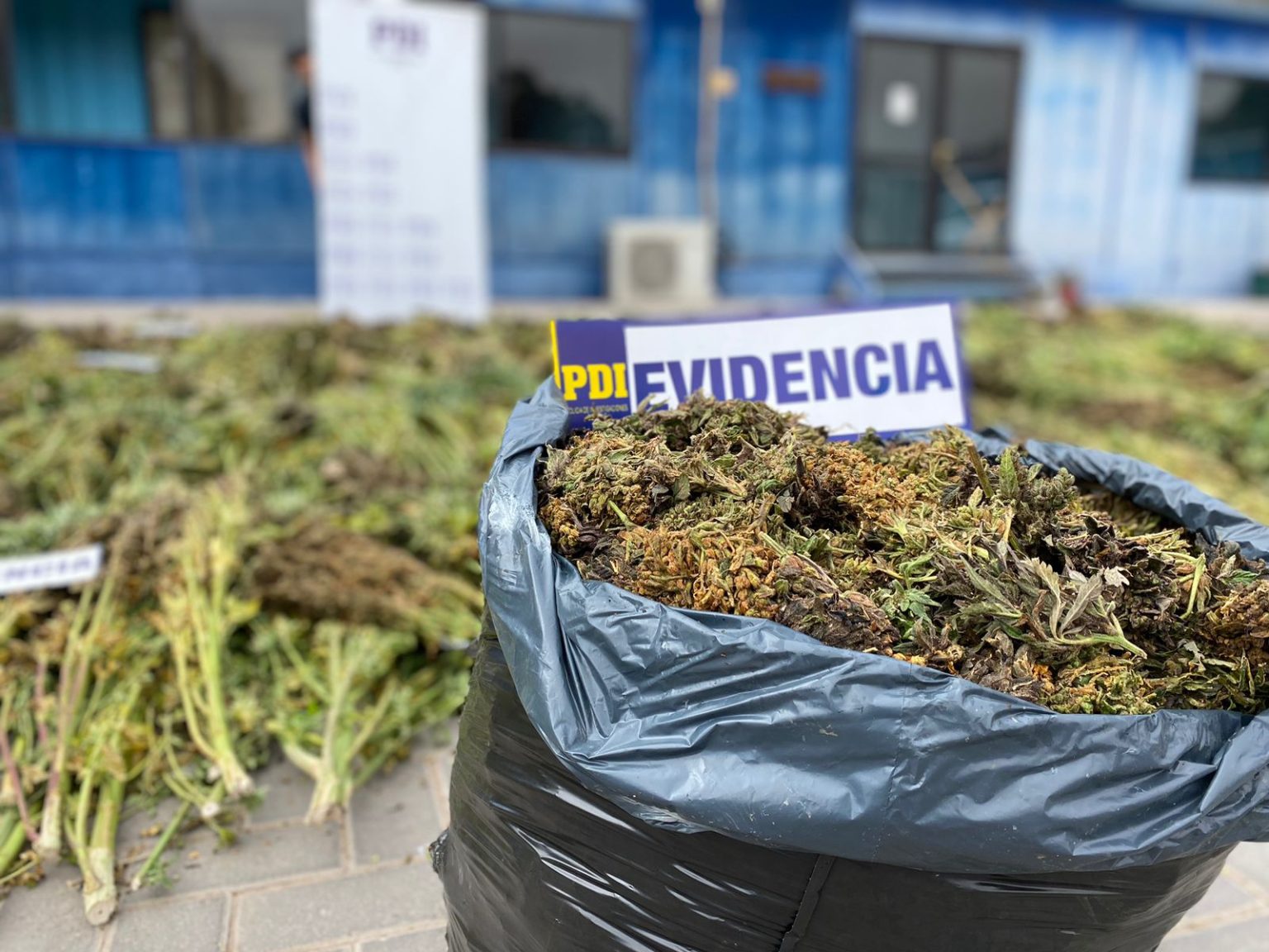 PDI realizó nuevo hallazgo de plantación de Cannabis en sector precordillerano de Atacama