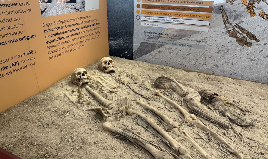 Hoy abre sus puertas maravillosa muestra arqueológica sobre la cultura Chinchorro en Chañaral
