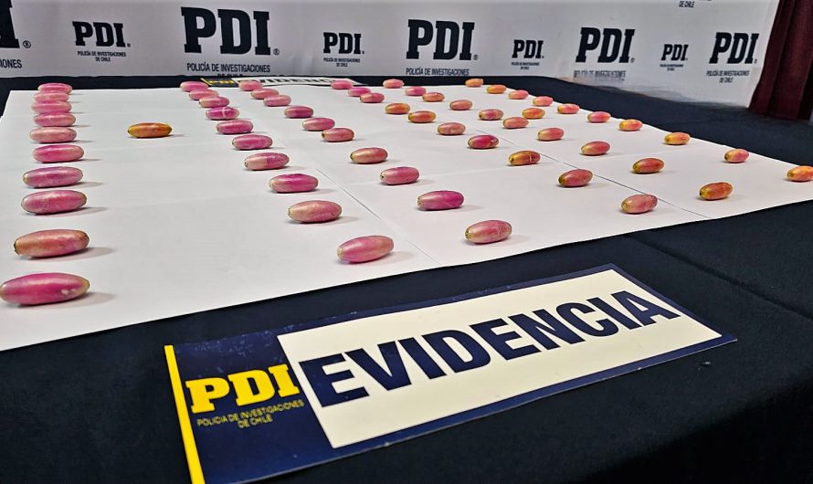 PDI ATACAMA INCAUTÓ CERCA DE 700 GRAMOS DE CLORHIDRATO DE COCAÍNA EN MODALIDAD DE OVOIDES