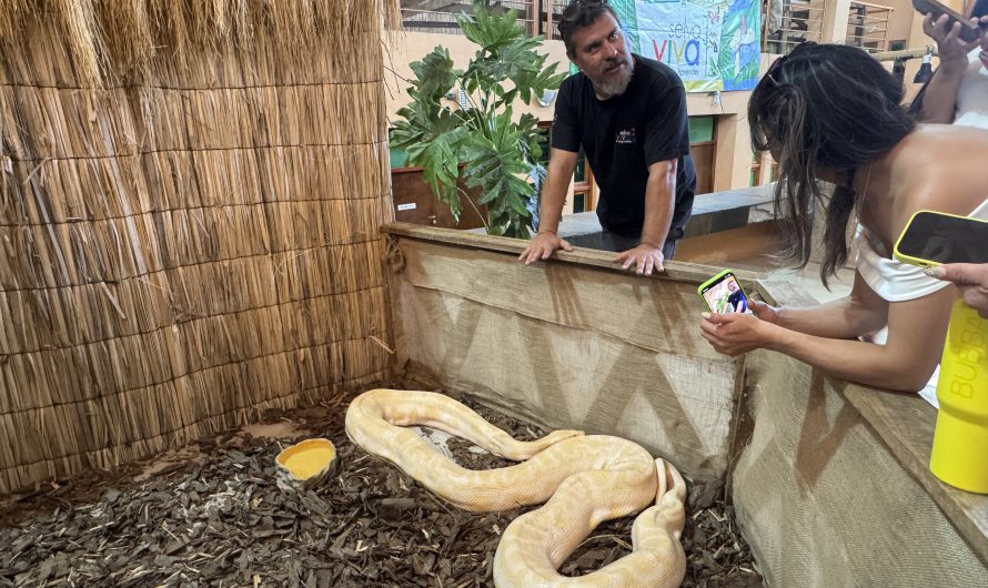 Selva Viva abre sus puertas en Diego de Almagro con una exhibición gratuita de  animales exóticos
