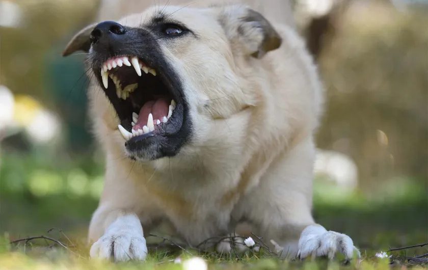 Atacama registra un preocupante aumento en mordeduras de perros: más de 5 mil casos y ocho fallecidos