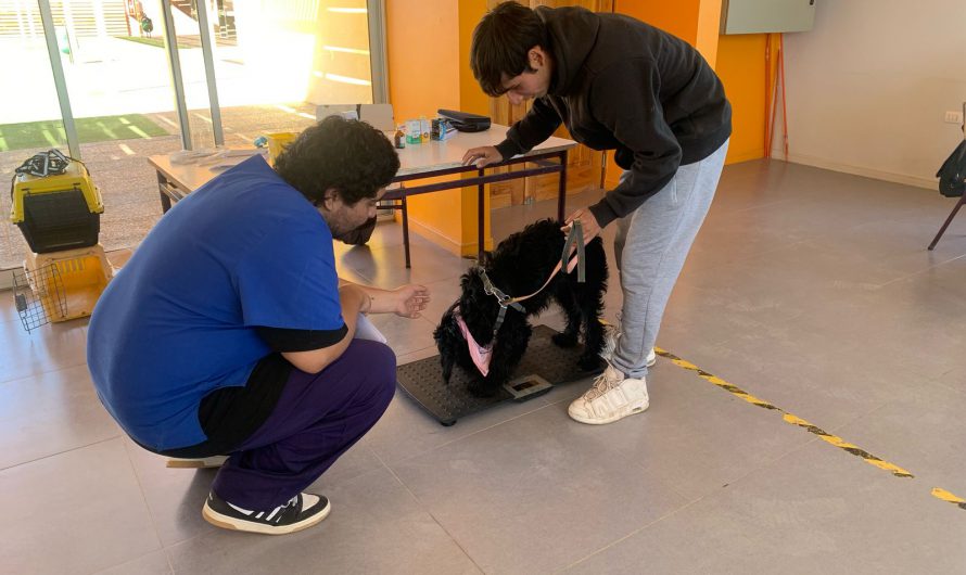 Continúan las jornadas gratuitas de esterilización en la comuna de Diego de  Almagro