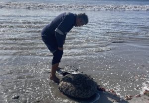 Detectan 95 kilos de machas extraídas ilegalmente en operativo en Bahía Inglesa