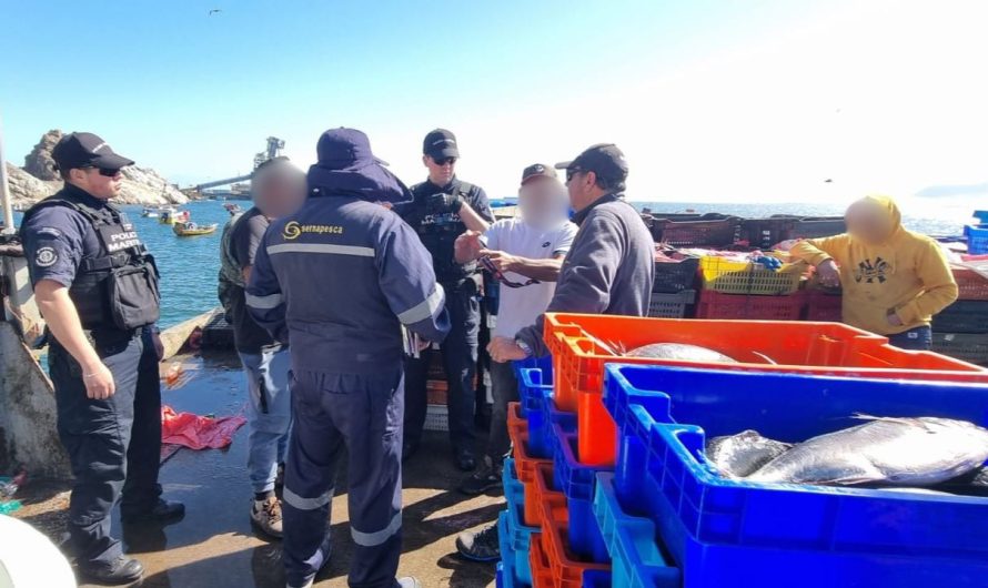 Fiscalización de Sernapesca y la Armada terminó con la incautación de 6,5 toneladas de cojinoba del norte en Chañaral