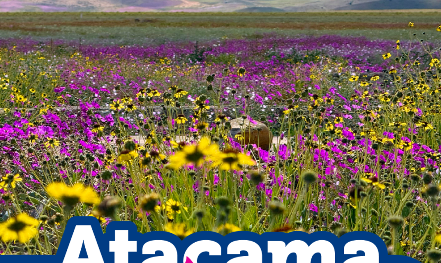 Atacama nos Llama  lanzan campaña para promover el turismo responsable en el desierto florido
